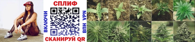 Канабис White Widow Красный Кут